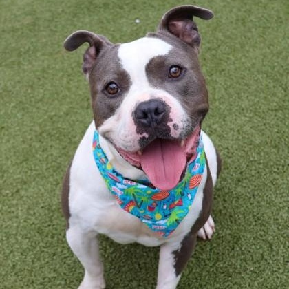 Bus, an adoptable Mixed Breed in Athens, GA image 1/6