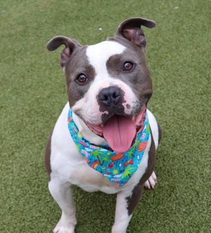 Bus, an adoptable Mixed Breed in Athens, GA image 3/6