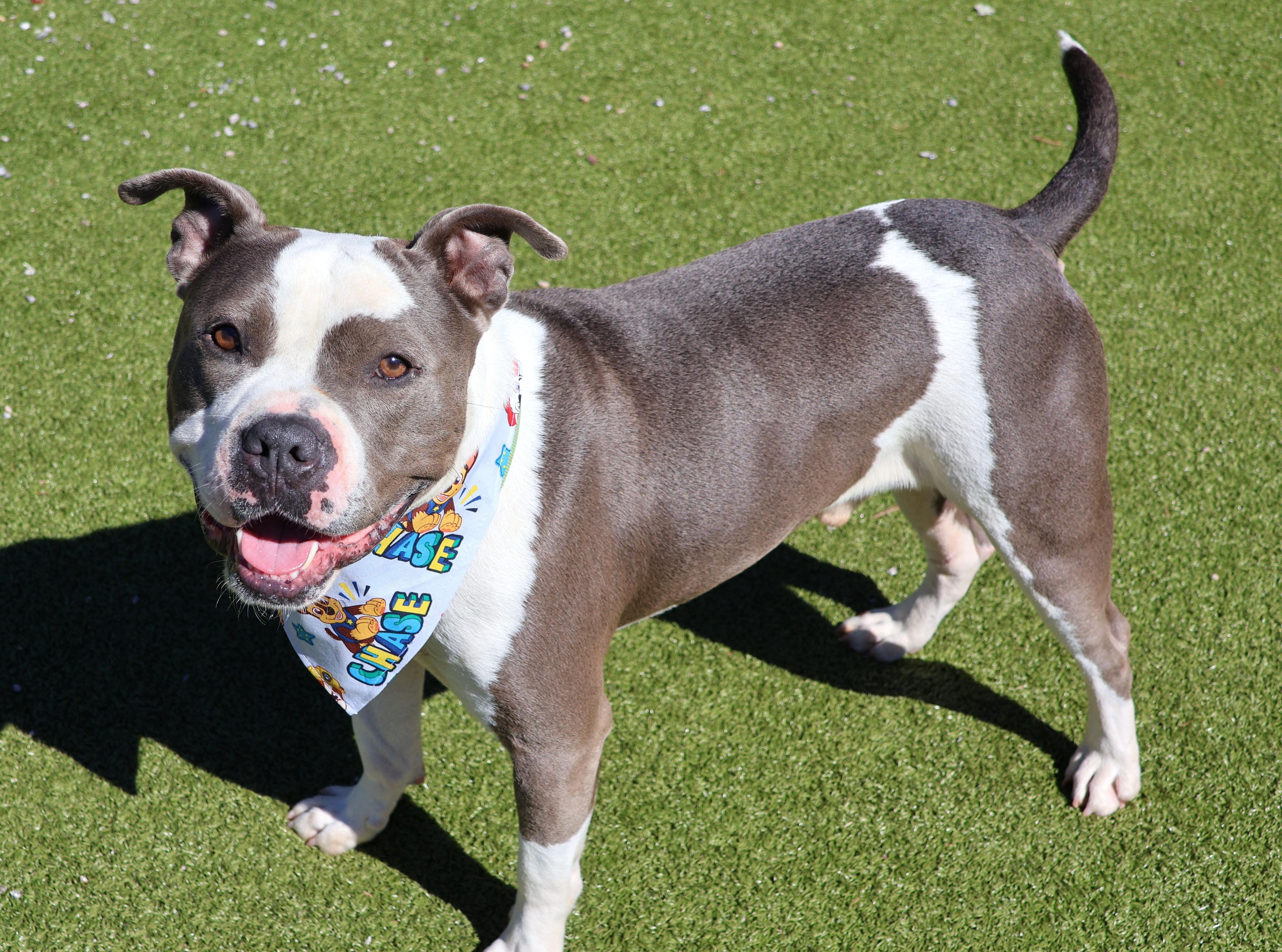 Bus, an adoptable Mixed Breed in Athens, GA image 6/6