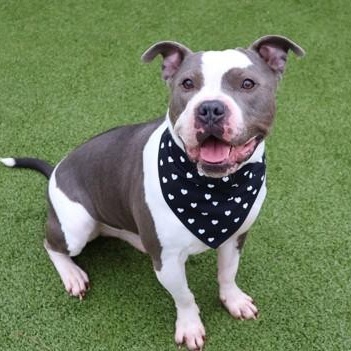 Bus, adoptable, Adult Male Mixed Breed.