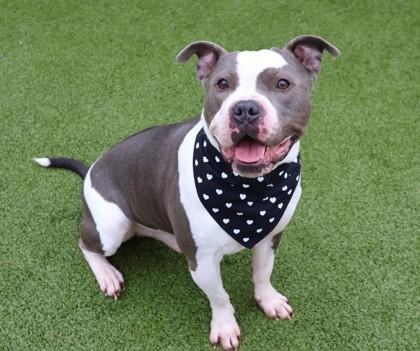 Bus, an adoptable Mixed Breed in Athens, GA image 5/6