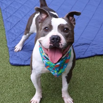 Bus, an adoptable Mixed Breed in Athens, GA image 4/6