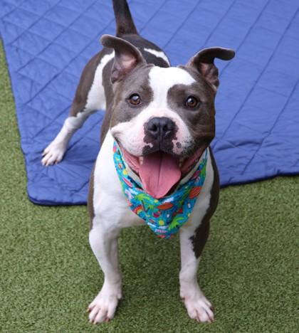 Bus, an adoptable Mixed Breed in Athens, GA image 4/6