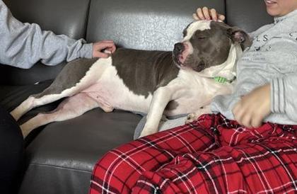 Bus, an adoptable Mixed Breed in Athens, GA image 2/6