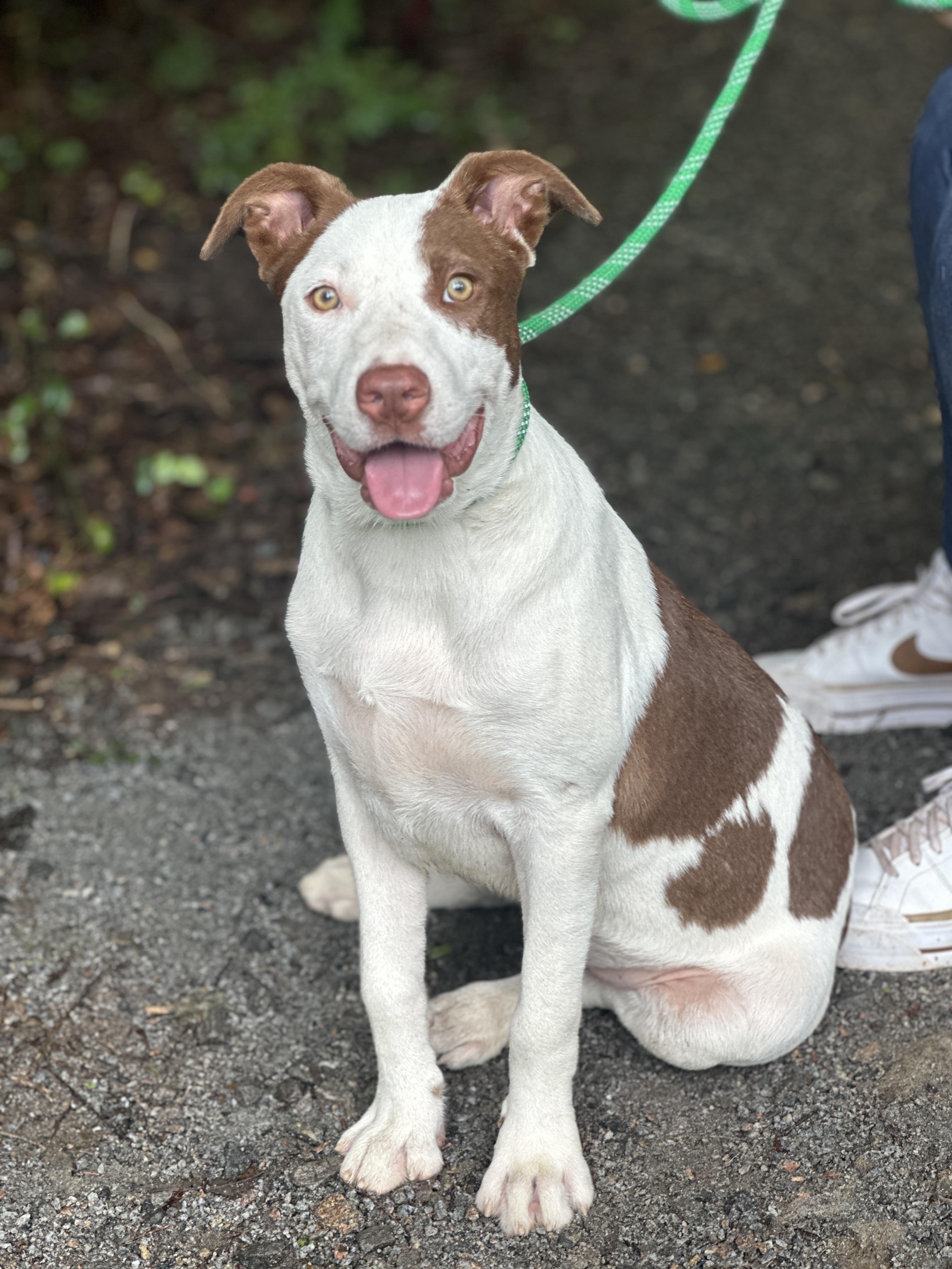 Fielding, an adoptable mixed breed in Richmond, VA image 2/6