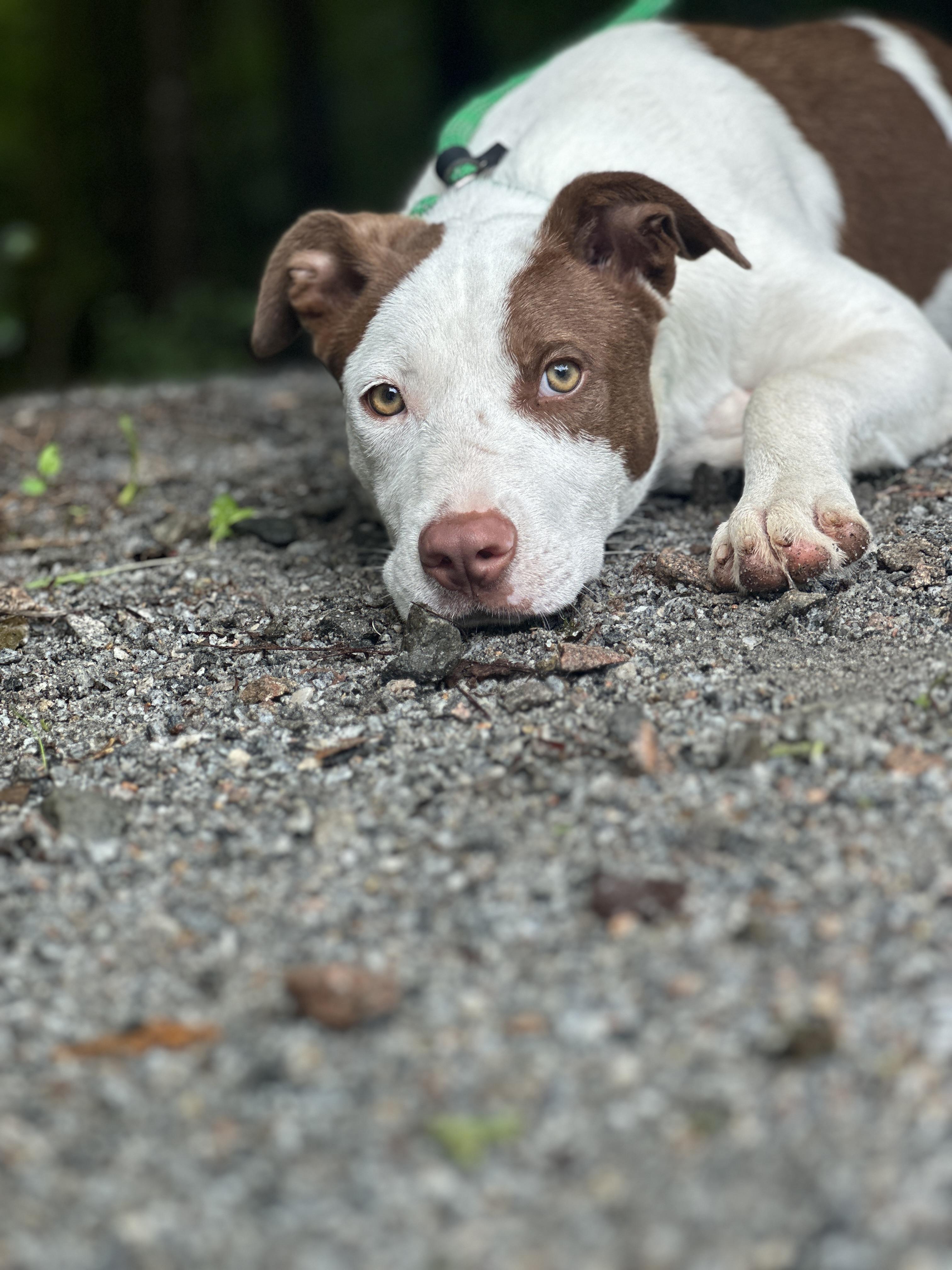 Fielding, an adoptable mixed breed in Richmond, VA image 4/6