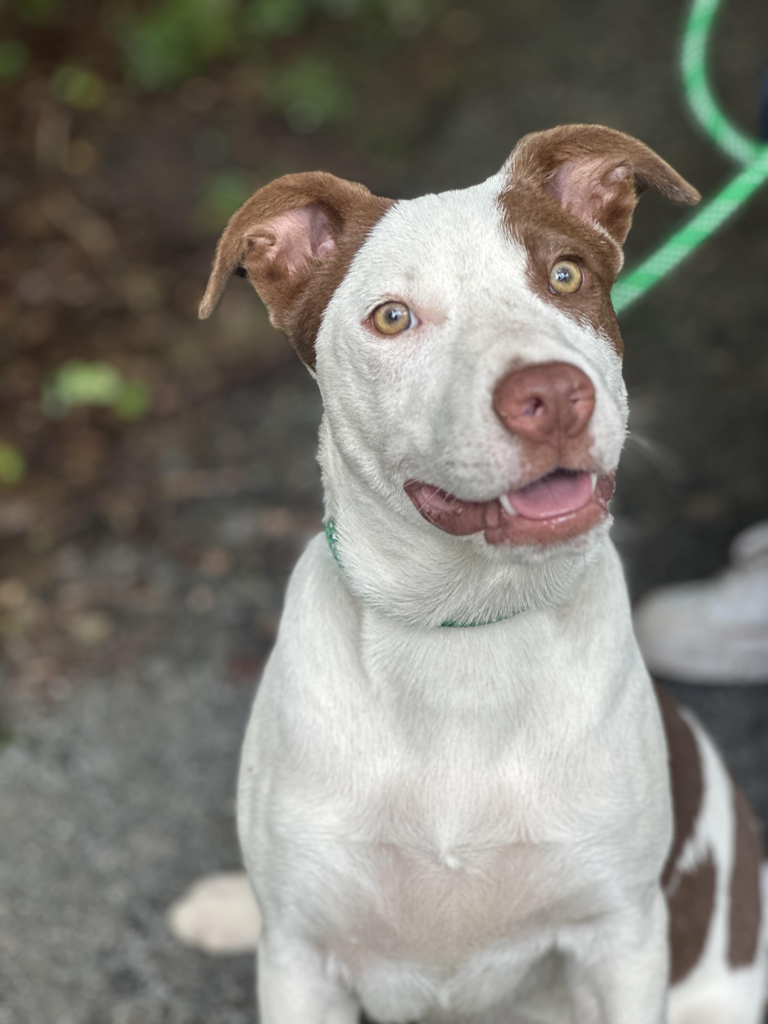 Fielding, an adoptable mixed breed in Richmond, VA image 5/6
