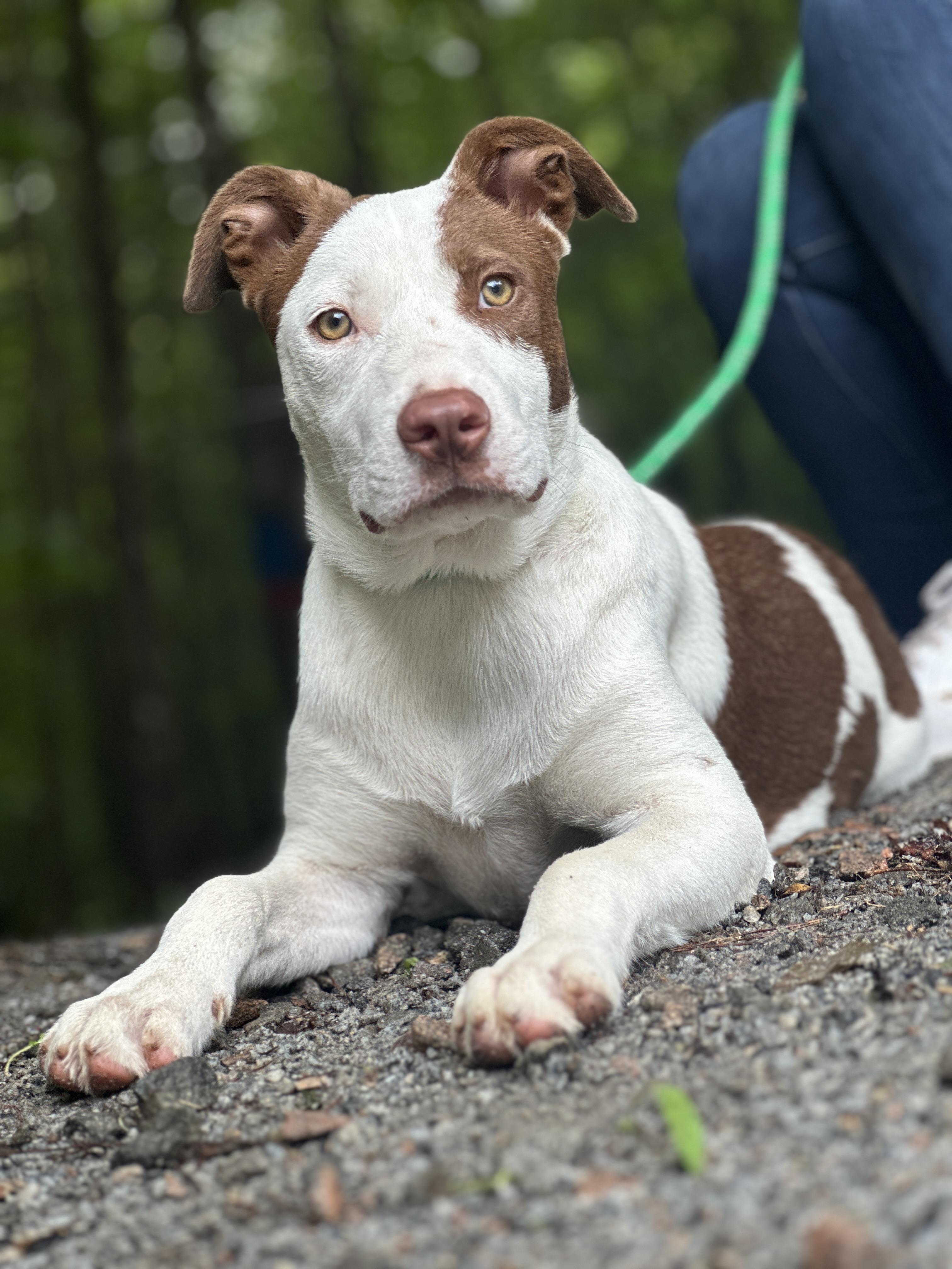 Fielding, adoptable, Young Male Collie.