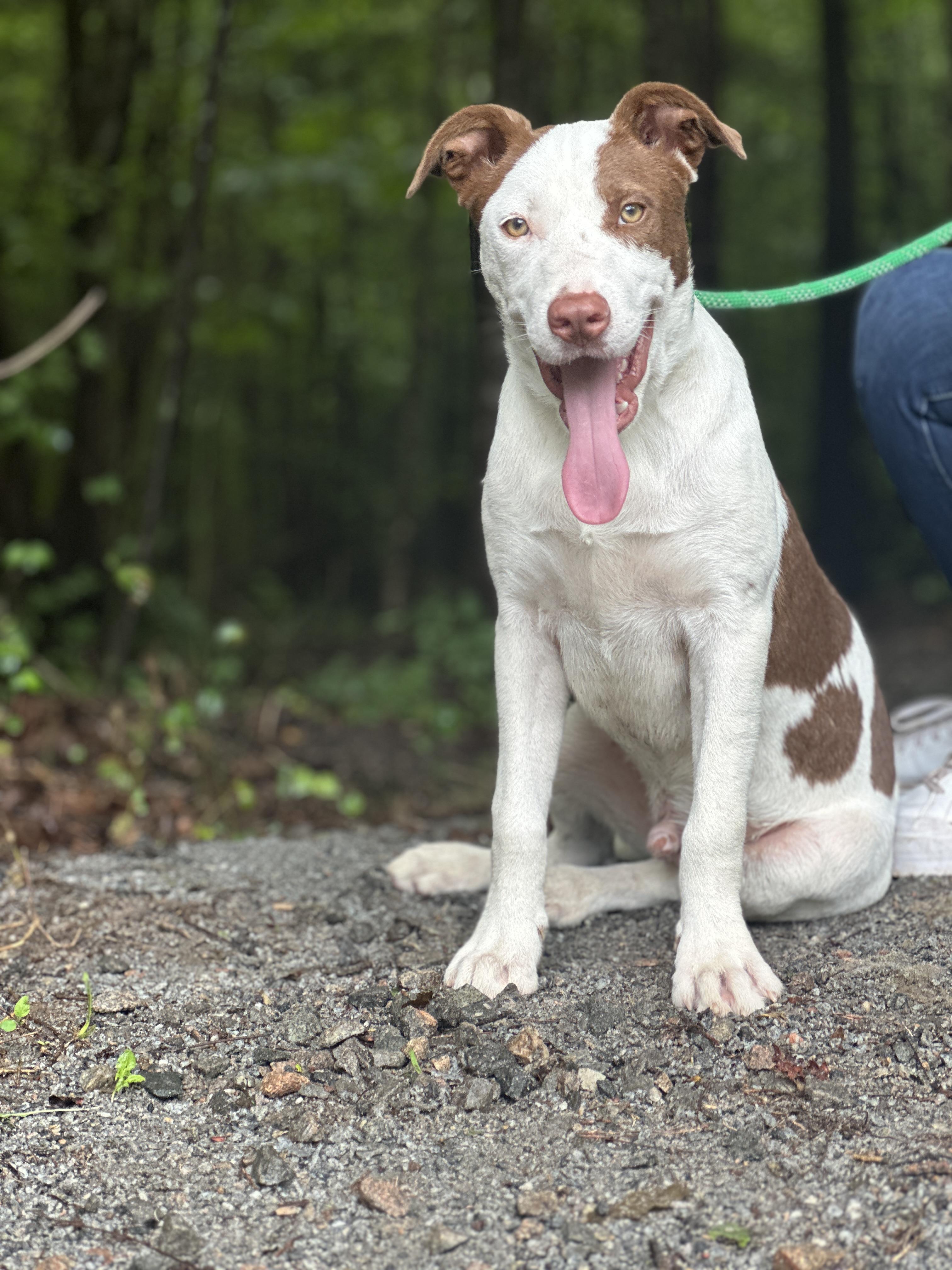 Fielding, an adoptable mixed breed in Richmond, VA image 6/6
