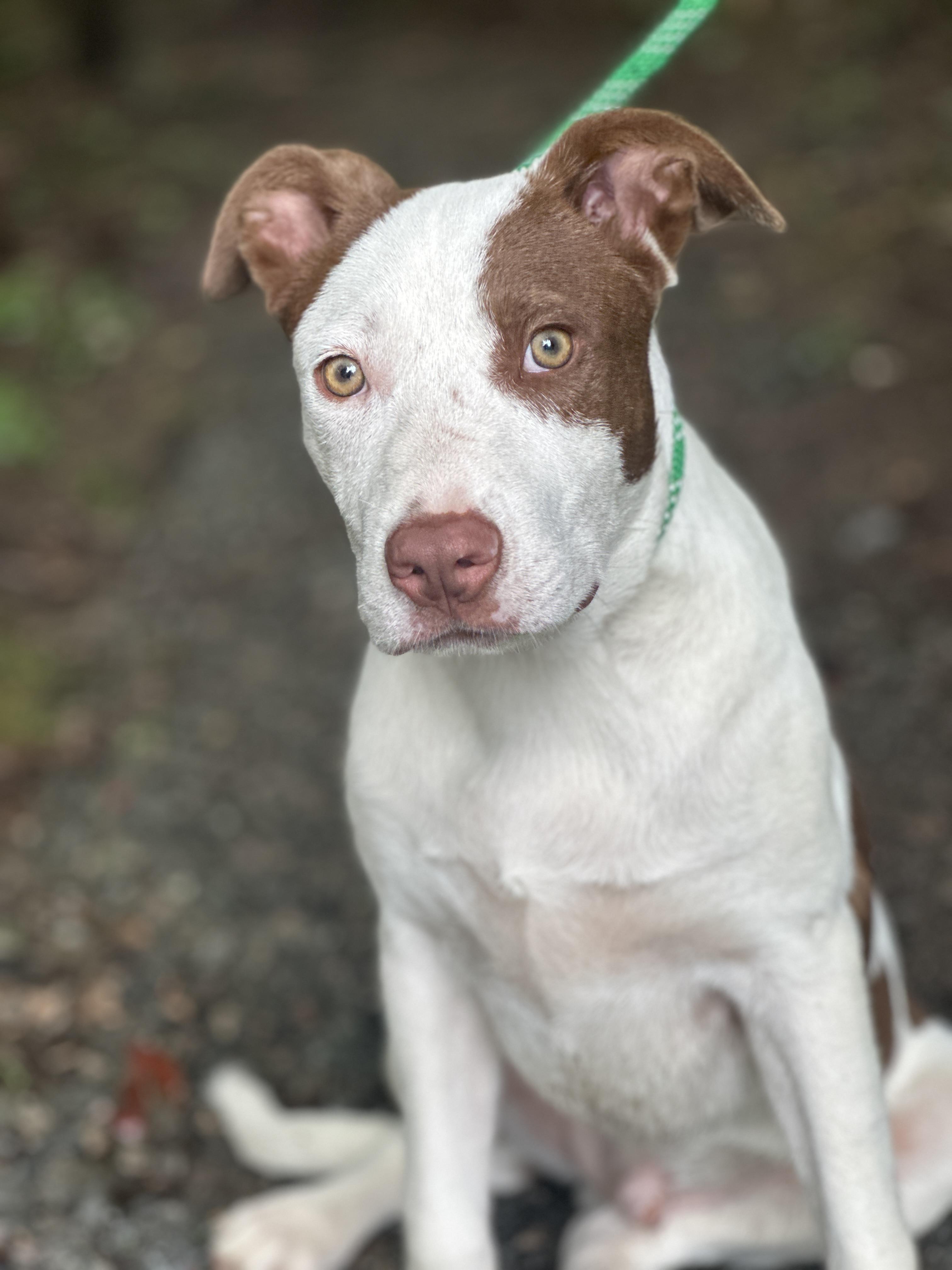 Fielding, an adoptable mixed breed in Richmond, VA image 3/6