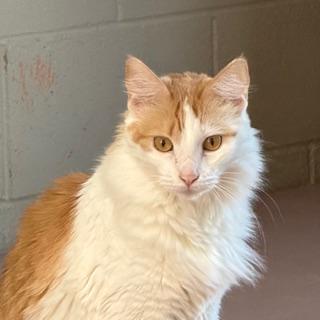 Enlarge Nala, a ADOPTABLE mixed breed in Spring Valley, CA image 1/1