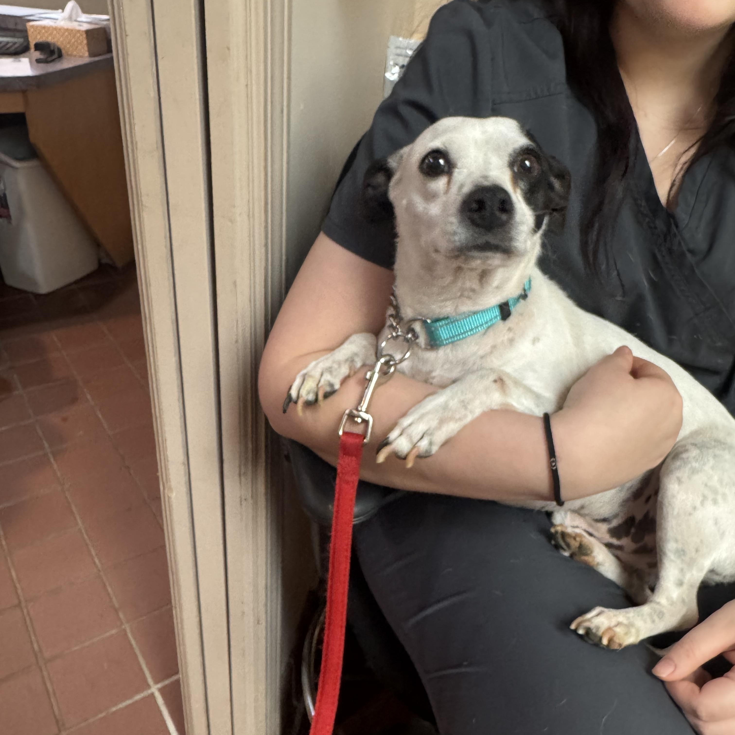 Enlarge Pico, a ADOPTABLE mixed breed in Grayson, GA image 2/5