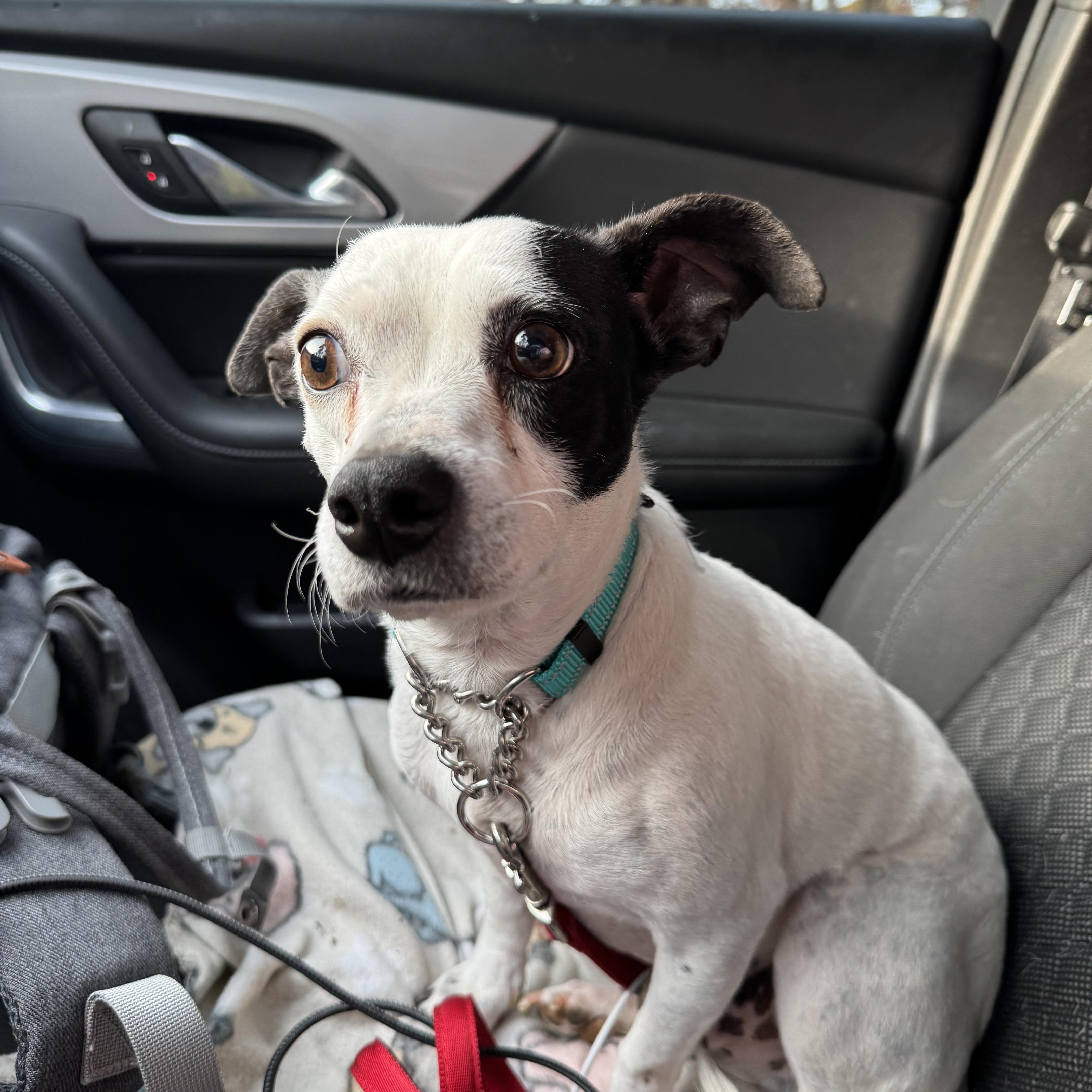 Pico, ADOPTABLE, Adult Male Chihuahua & Mixed Breed.