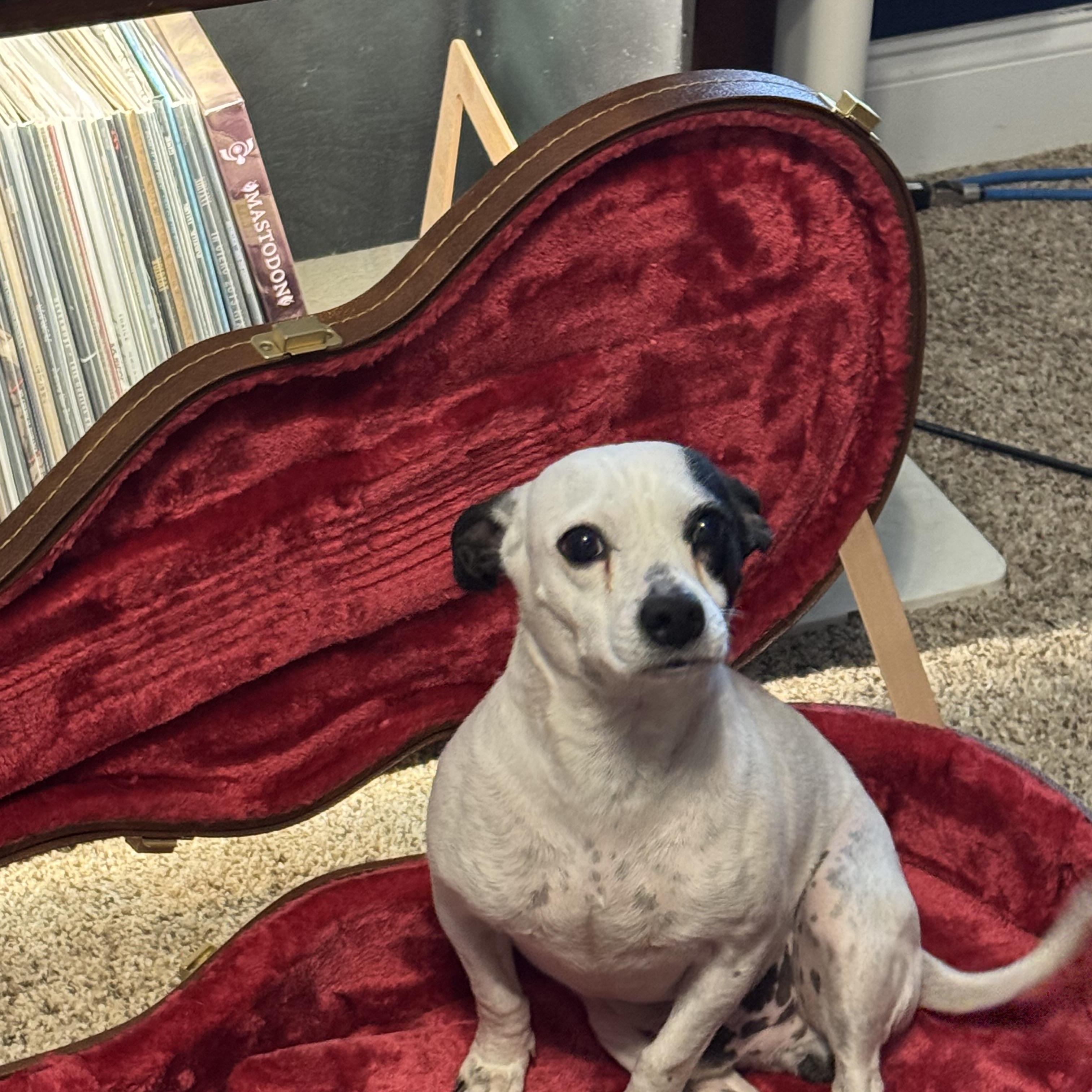 Enlarge Pico, a ADOPTABLE mixed breed in Grayson, GA image 5/5