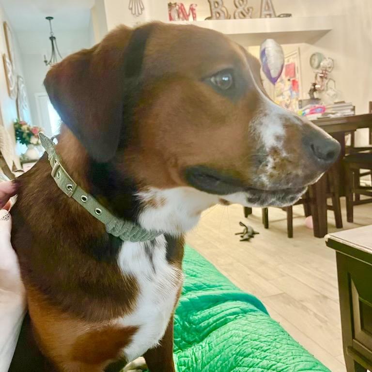 Kaine, Adoptable, Young Male Hound.