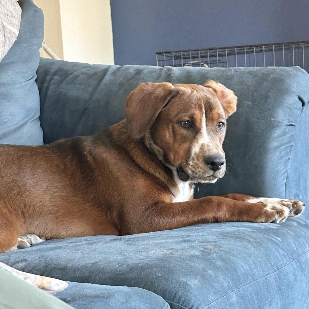 Kaine, a Adoptable Hound in Conroe, TX image 2/5