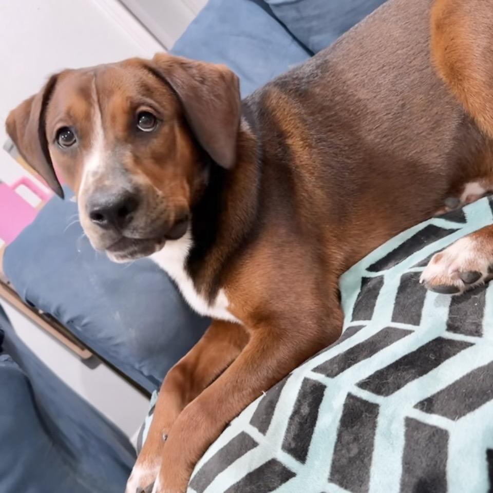 Kaine, a Adoptable Hound in Conroe, TX image 3/5