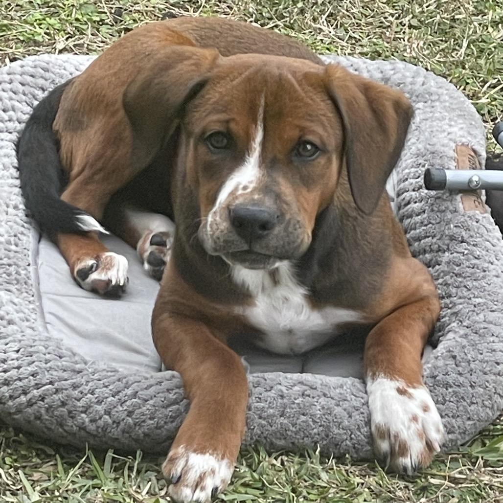 Kaine, a Adoptable Hound in Conroe, TX image 4/5