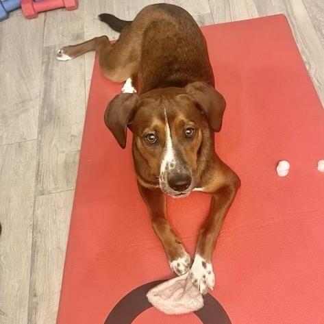 Kaine, a Adoptable Hound in Conroe, TX image 5/5