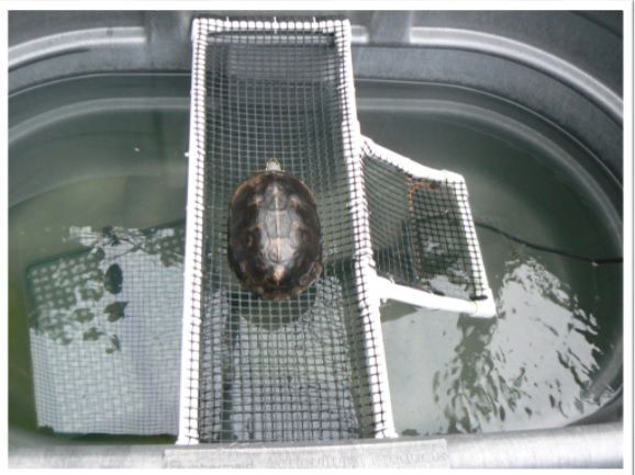 Adenine Common Snapper photo 2