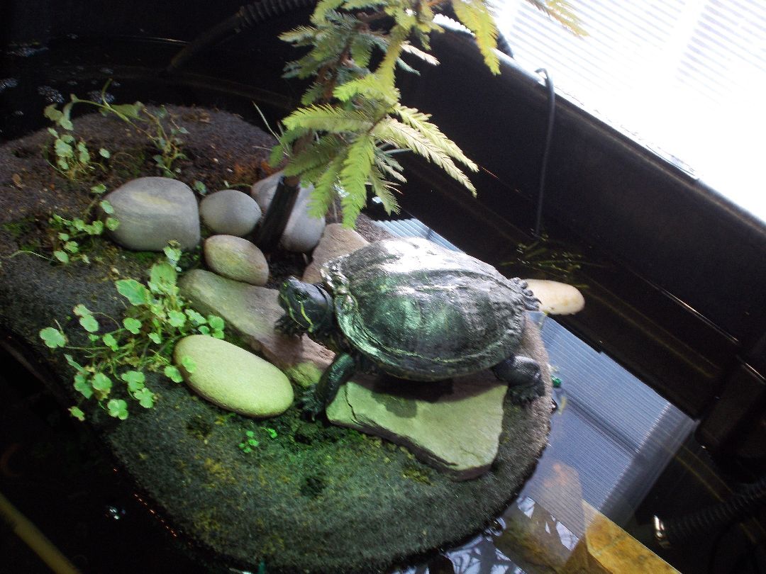 Adenine Common Snapper, a Adoptable Snapping in Baltimore, MD image 3/3