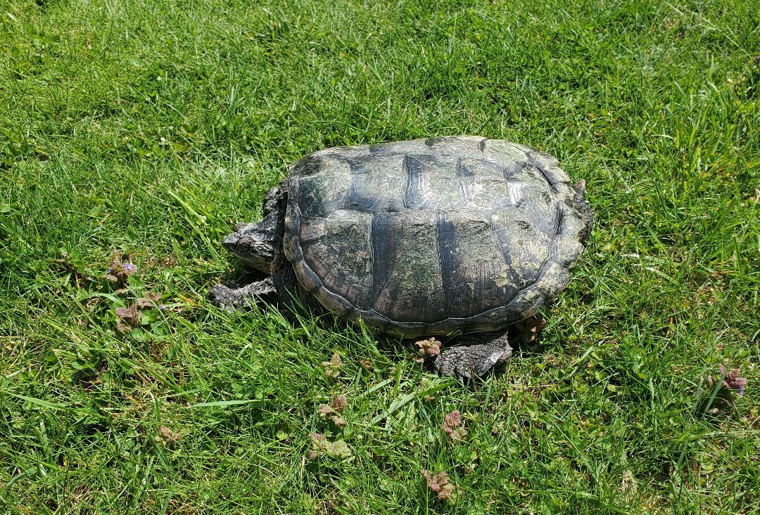 Adenine Common Snapper photo 1