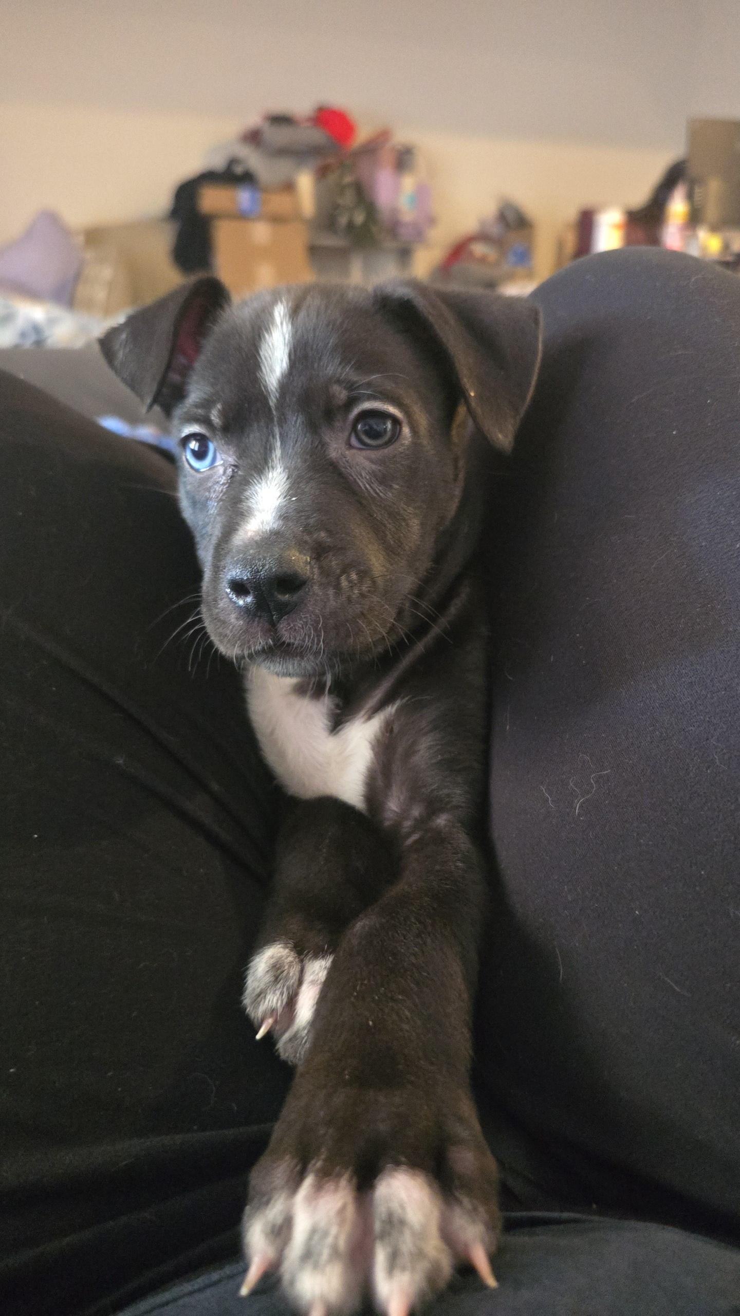 Suki