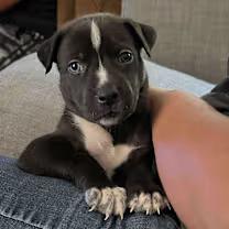 Suki