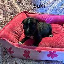 Suki