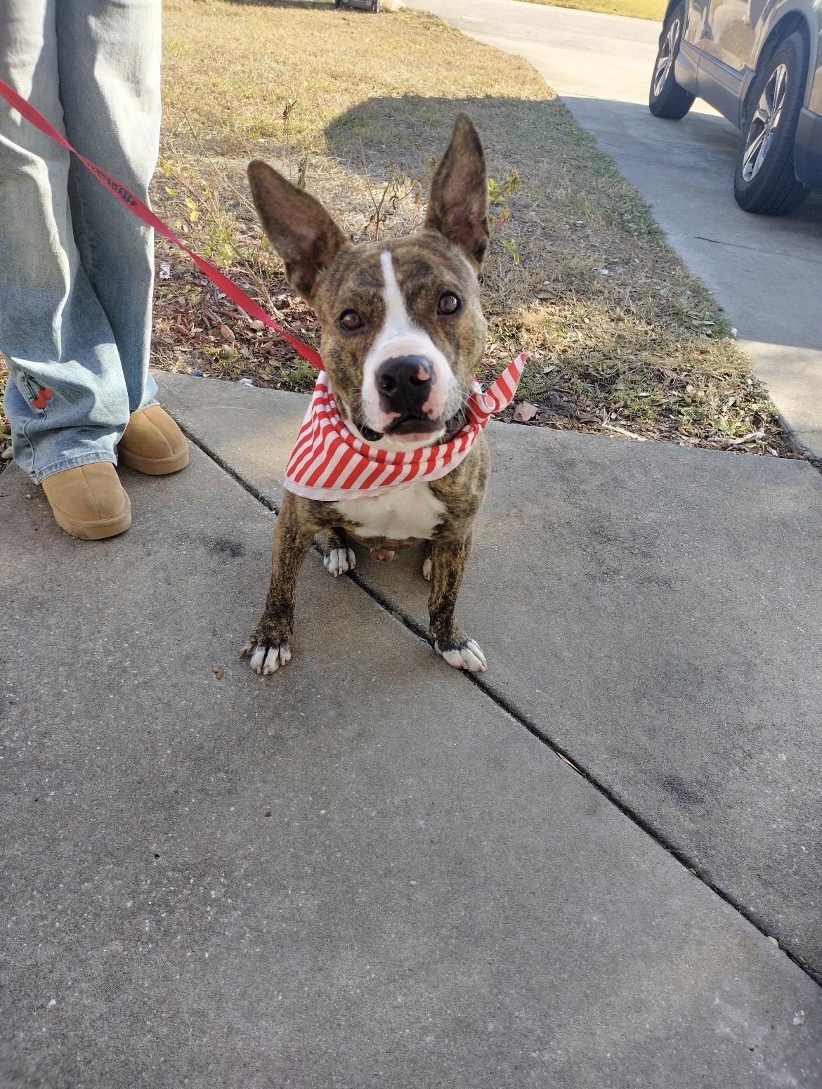 Hunter, ADOPTABLE, Young Male Pit Bull Terrier.