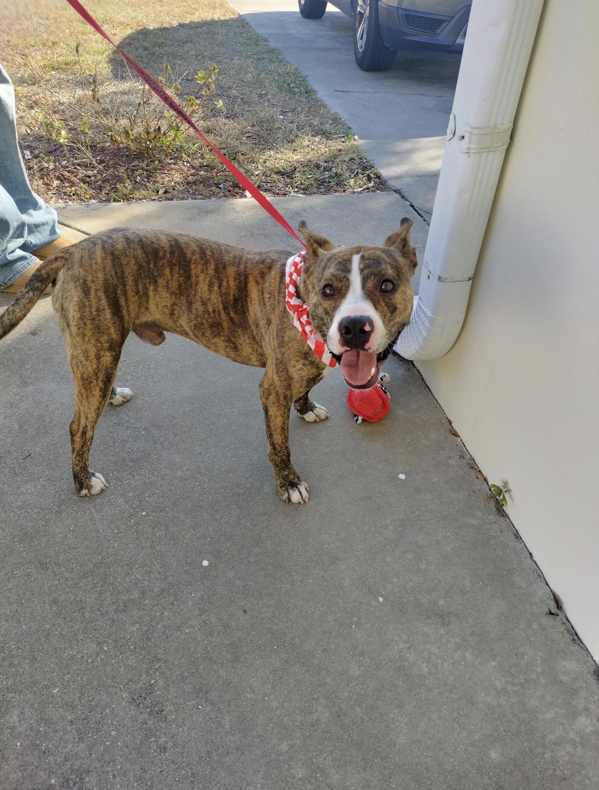 Enlarge Hunter, an adoptable mixed breed in Port Saint Lucie, FL image 2/5