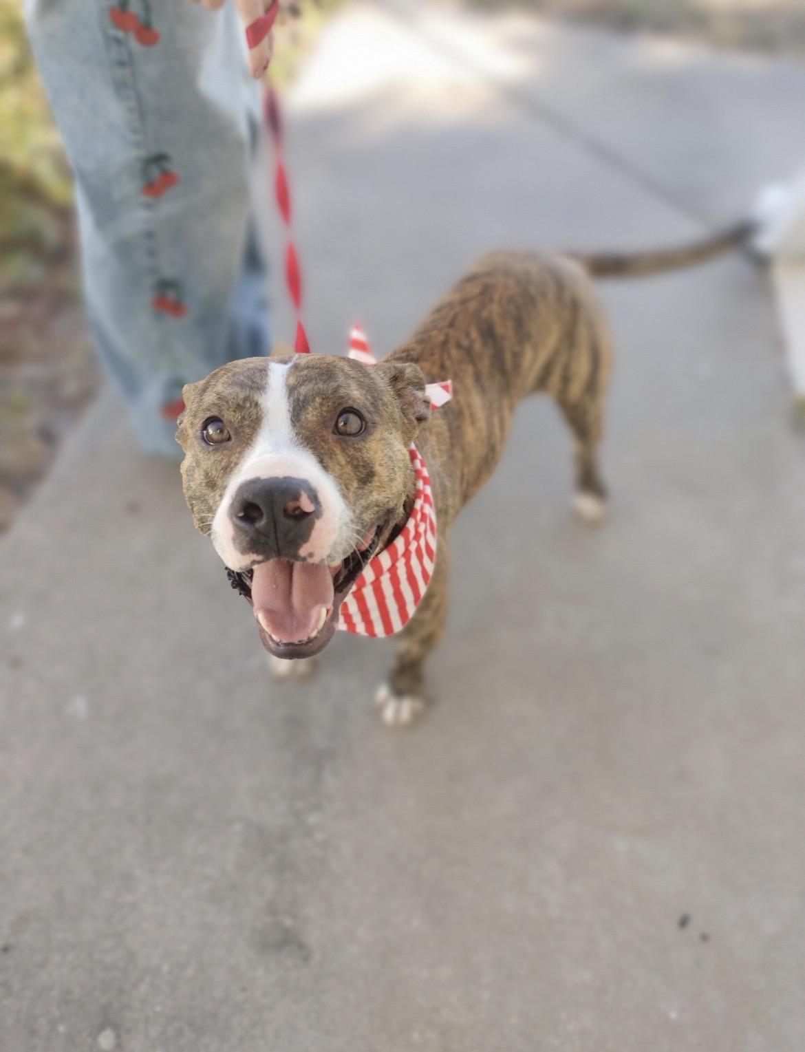 Enlarge Hunter, an adoptable mixed breed in Port Saint Lucie, FL image 3/5