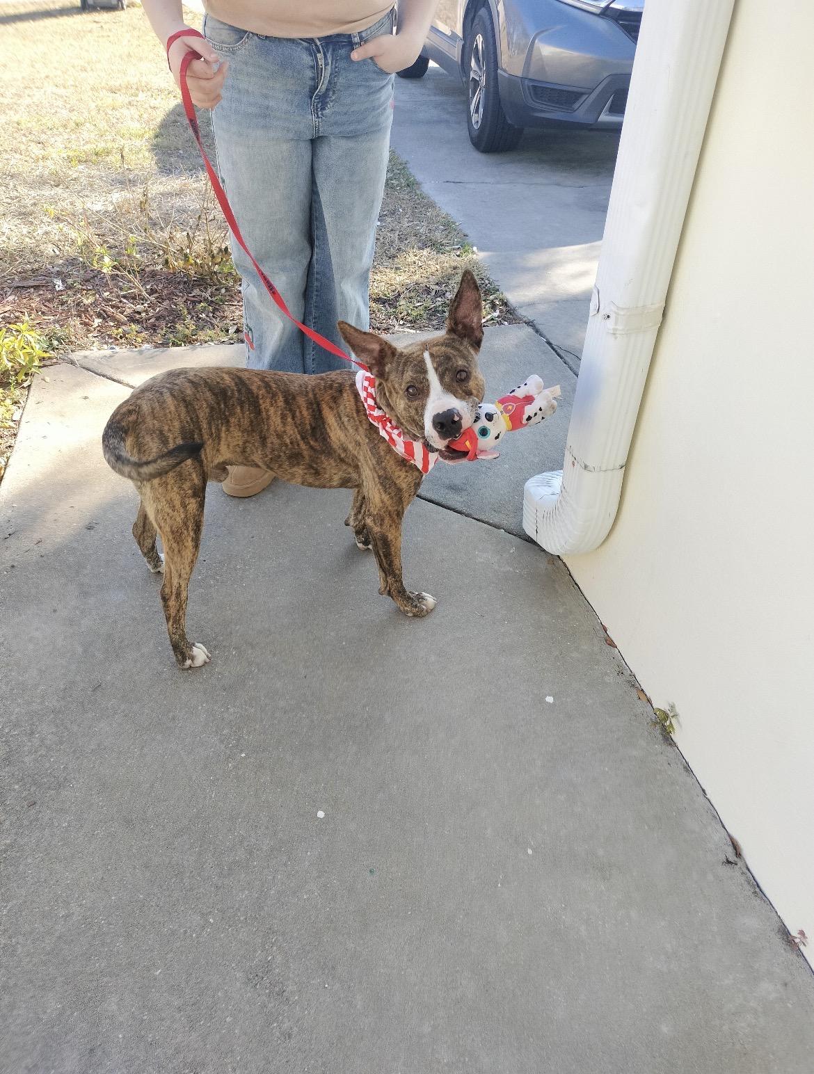 Enlarge Hunter, an adoptable mixed breed in Port Saint Lucie, FL image 4/5