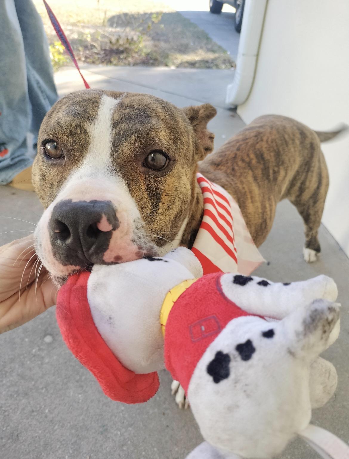 Enlarge Hunter, an adoptable mixed breed in Port Saint Lucie, FL image 5/5