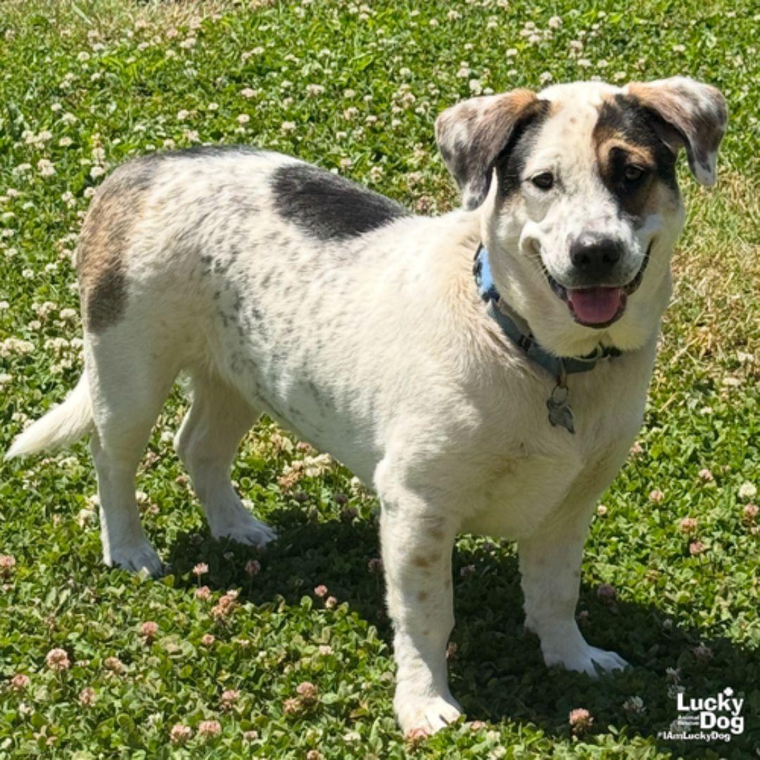 Petey, Adoptable, Young Male Shepherd & Basset Hound.