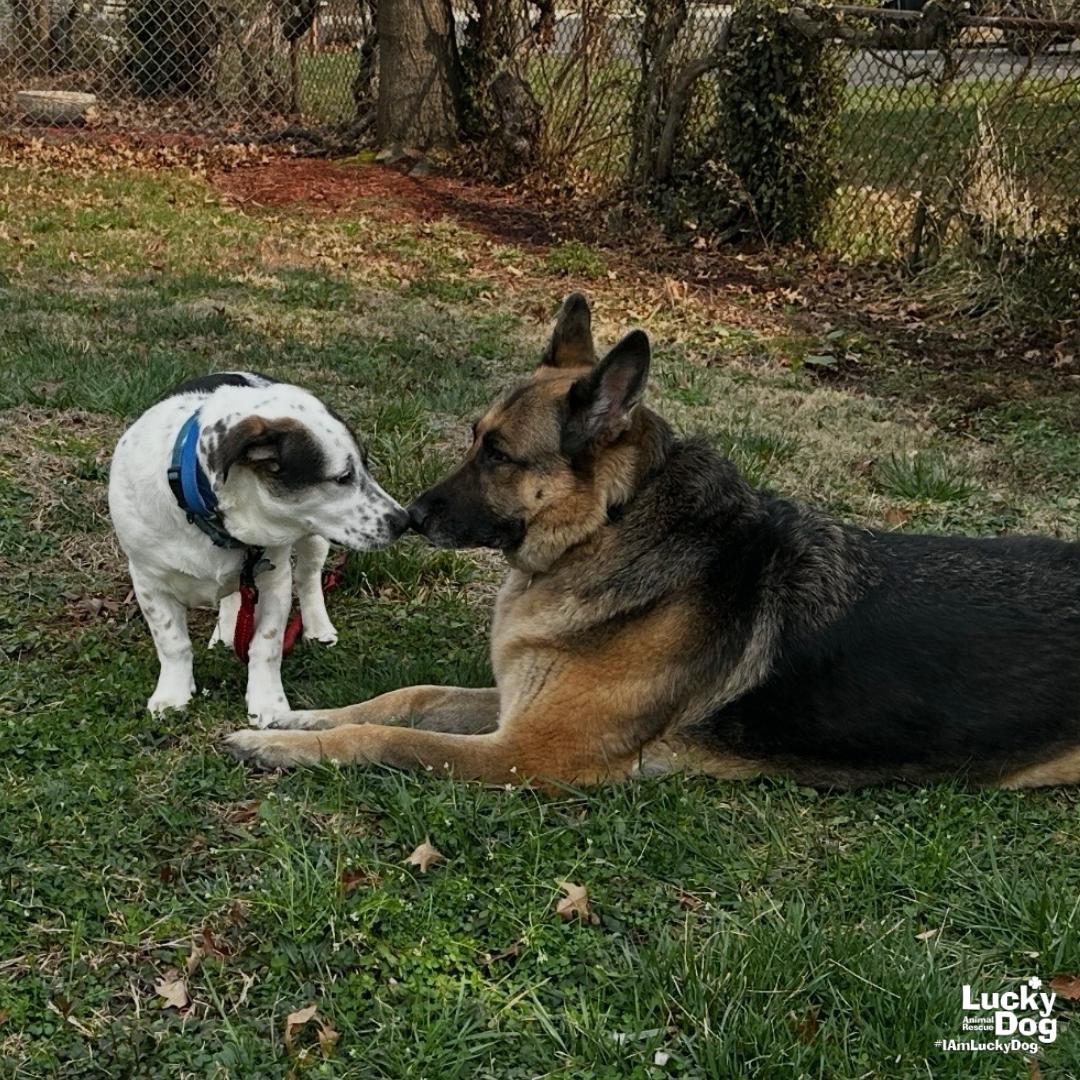 Enlarge Petey, a Adoptable mixed breed in Washington, DC image 1/3