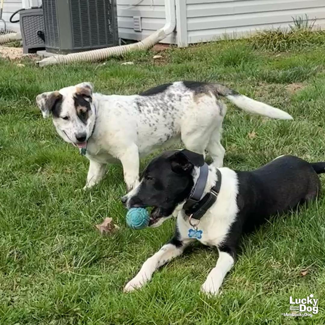Petey, Adoptable, Young Male Shepherd & Basset Hound.