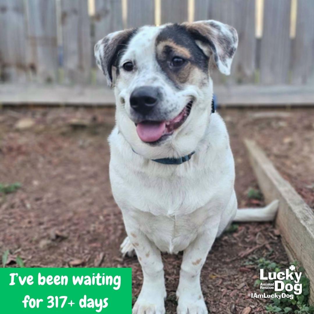 Petey, a Adoptable mixed breed in Washington, DC image 3/3