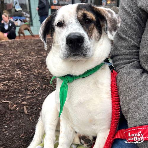 Enlarge Petey, a Adoptable mixed breed in Washington, DC image 3/3