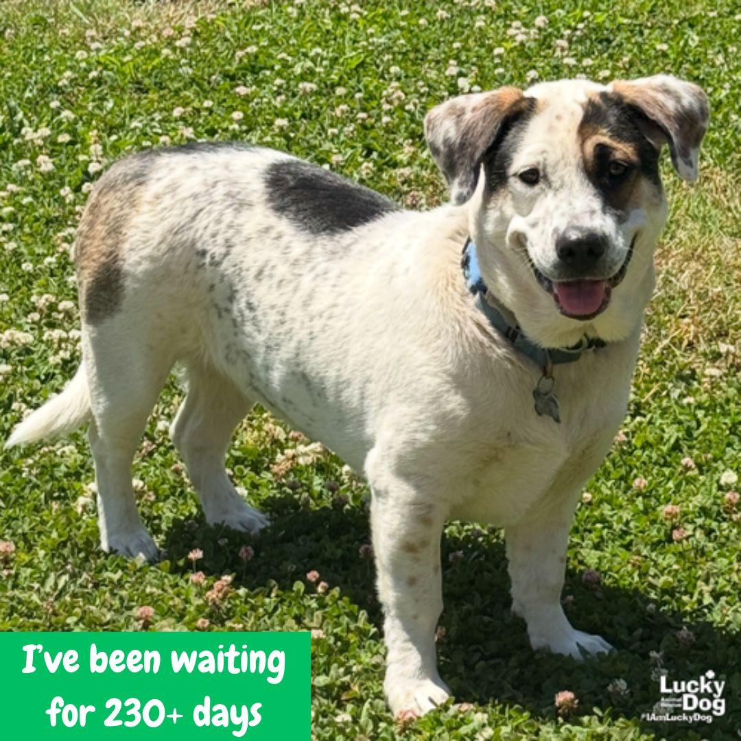 Enlarge Petey, a Adoptable mixed breed in Washington, DC image 3/3