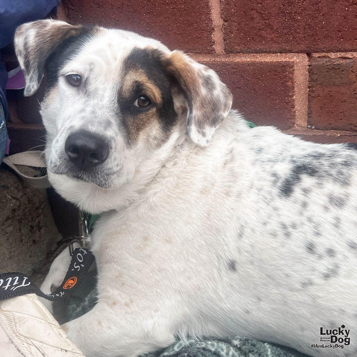 Enlarge Petey, a Adoptable mixed breed in Washington, DC image 3/3