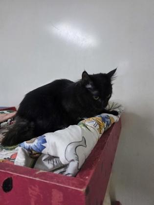 Enlarge Raven, an adopted Domestic Medium Hair in Hendersonville, TN image 1/1