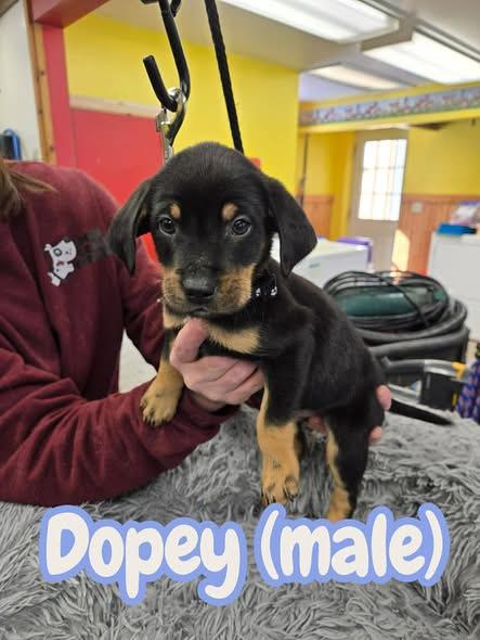 Puppies-Black/Tan, a ADOPTABLE mixed breed in North Olmsted, OH image 2/2