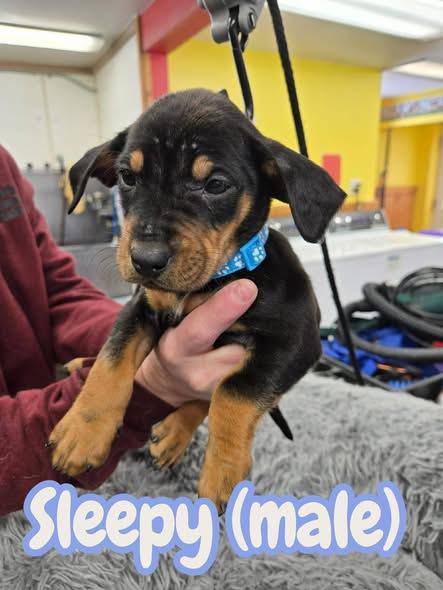 Puppies-Black/Tan, a ADOPTABLE mixed breed in North Olmsted, OH image 1/2