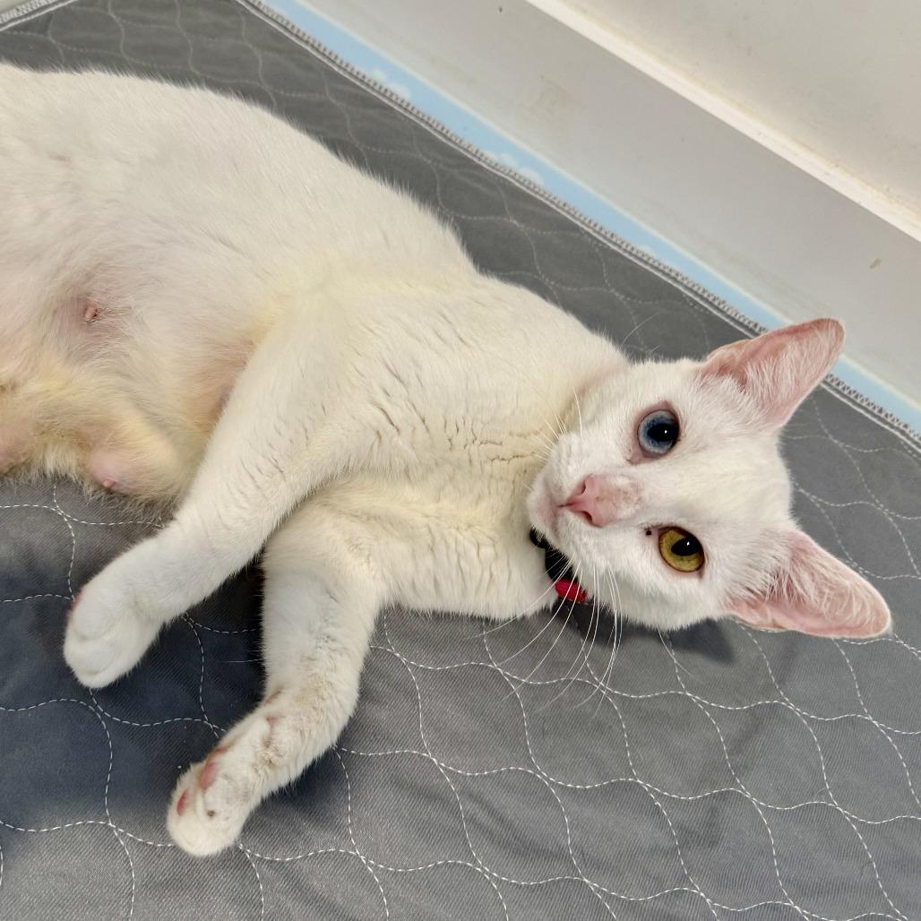 Enlarge Queenie, a Adoptable Domestic Short Hair in New Port Richey, FL image 1/2