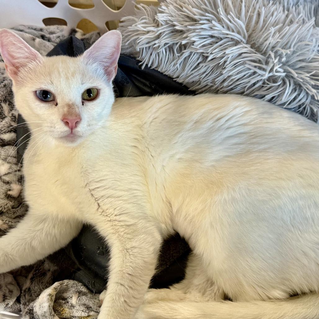 Enlarge Queenie, a Adoptable Domestic Short Hair in New Port Richey, FL image 2/2