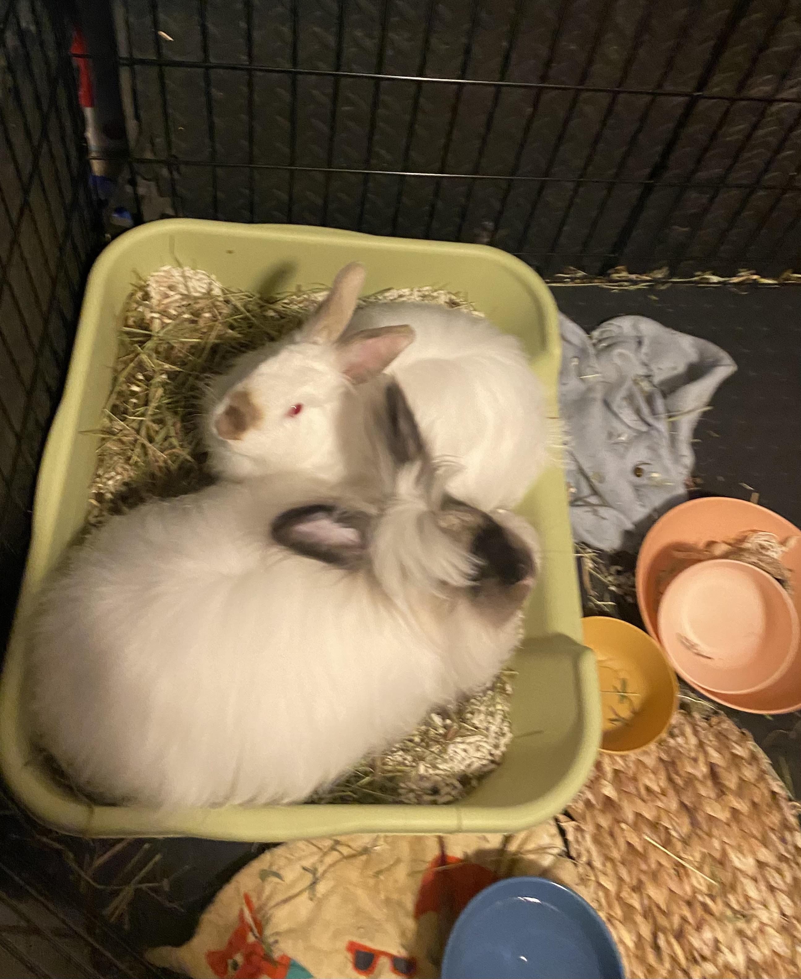 Enlarge Gunthrie & Momo, a ADOPTABLE Angora Rabbit in Gig Harbor, WA image 2/5