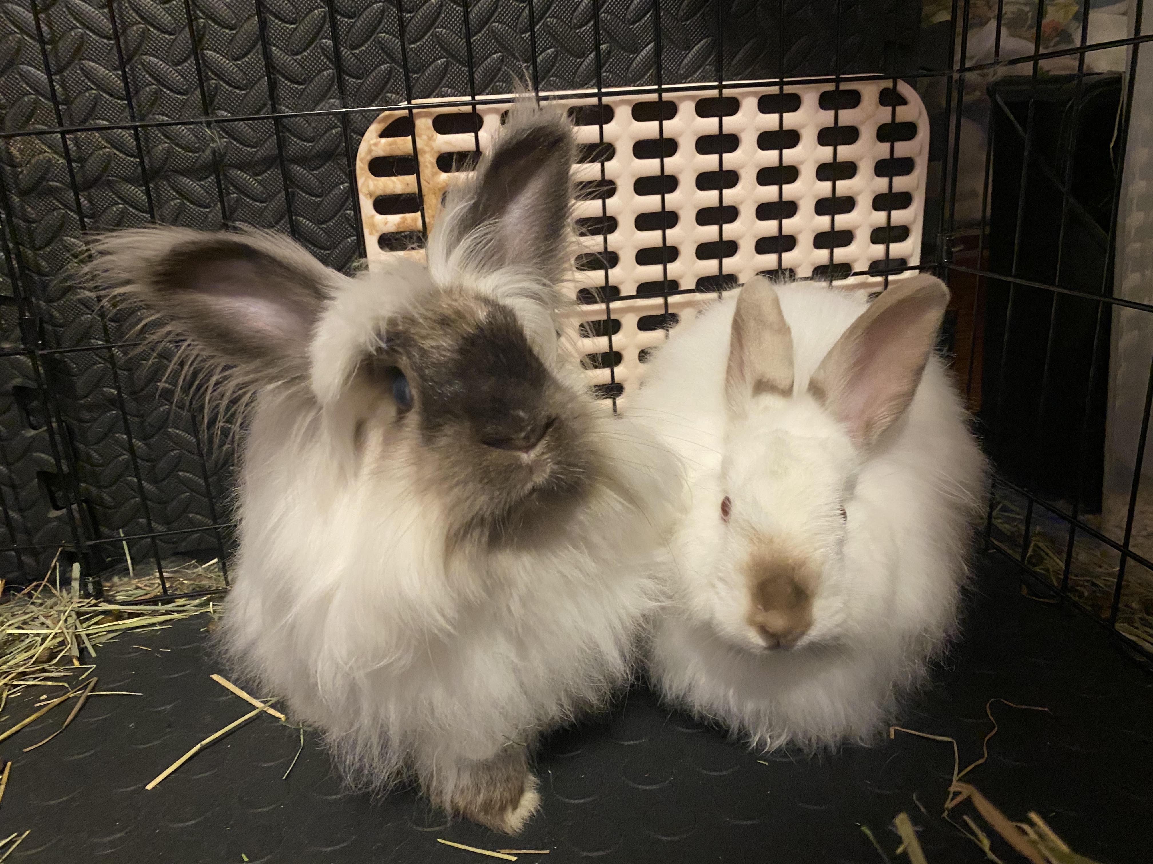 Enlarge Gunthrie & Momo, a ADOPTABLE Angora Rabbit in Gig Harbor, WA image 1/5
