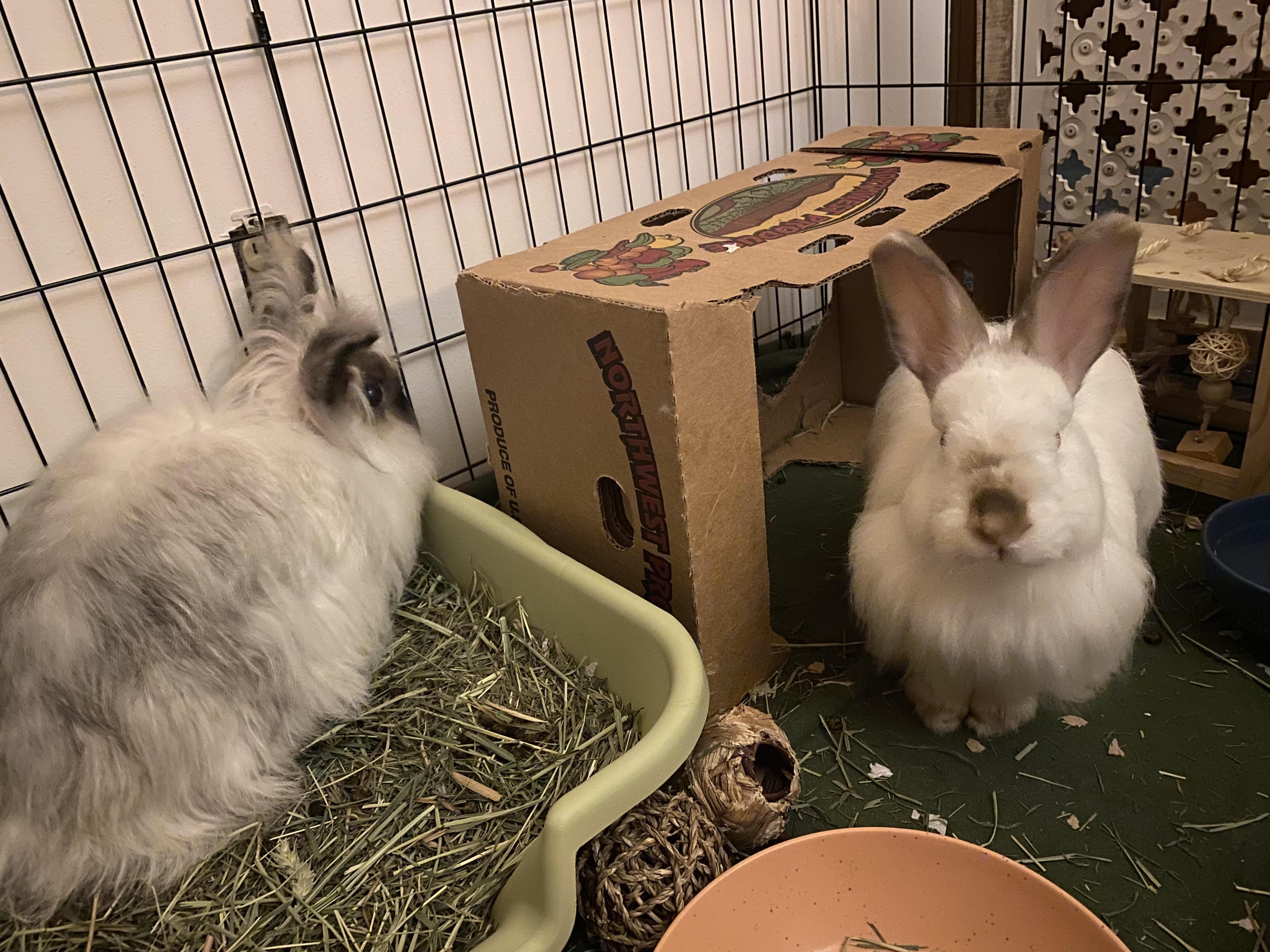 Enlarge Gunthrie & Momo, a ADOPTABLE Angora Rabbit in Gig Harbor, WA image 3/5