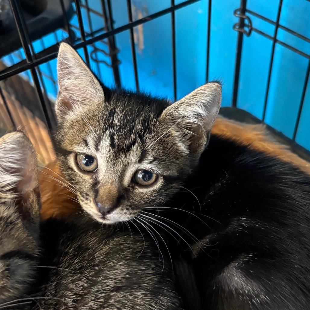 Misti Q, Adoptable, Young Female Domestic Short Hair.